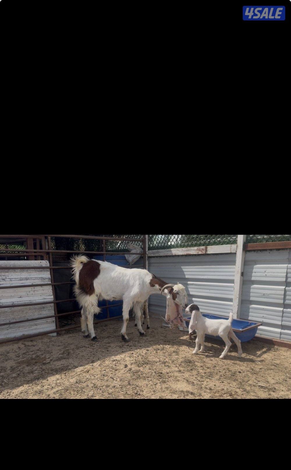 مطغل عارضيه توم وروم والام شرط الحليب طيب تبارك الرحمن9