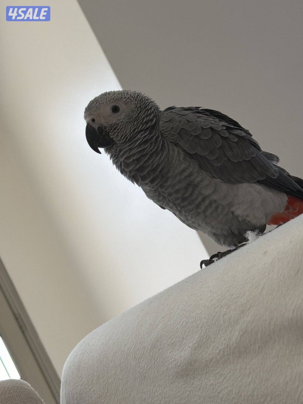 كاسكو هولندي ربوه عمر ٤ شهور  انتاج الكويت0