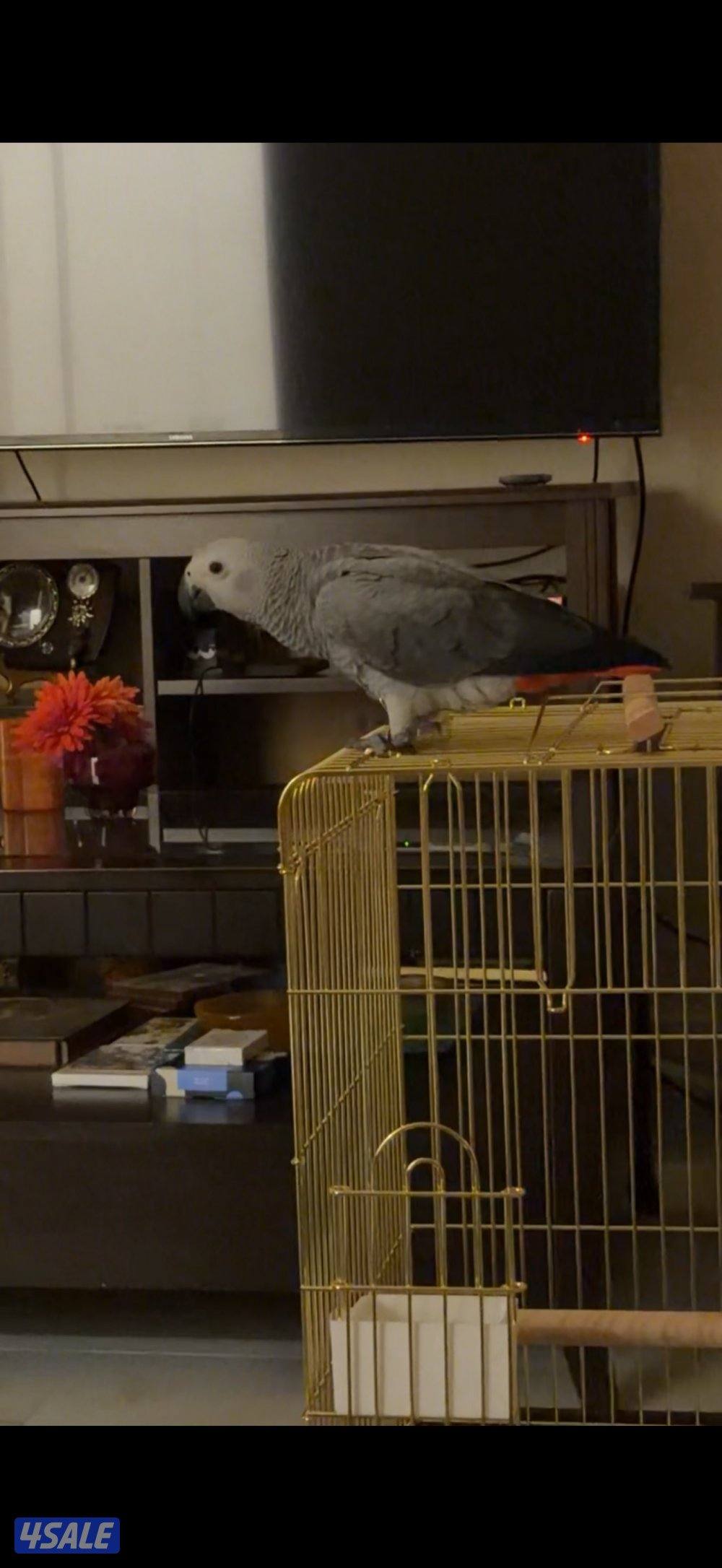 كاسكو هولندي ربوه عمر ٤ شهور  انتاج الكويت1