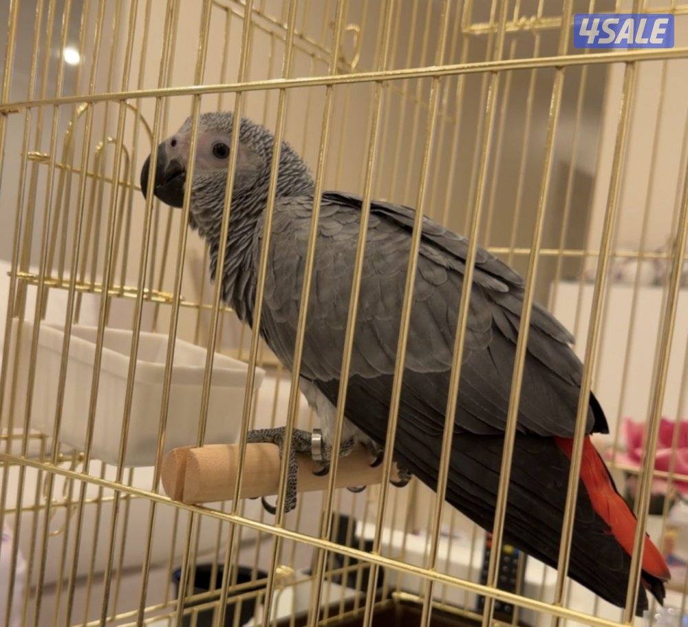 كاسكو هولندي ربوه عمر ٤ شهور  انتاج الكويت2