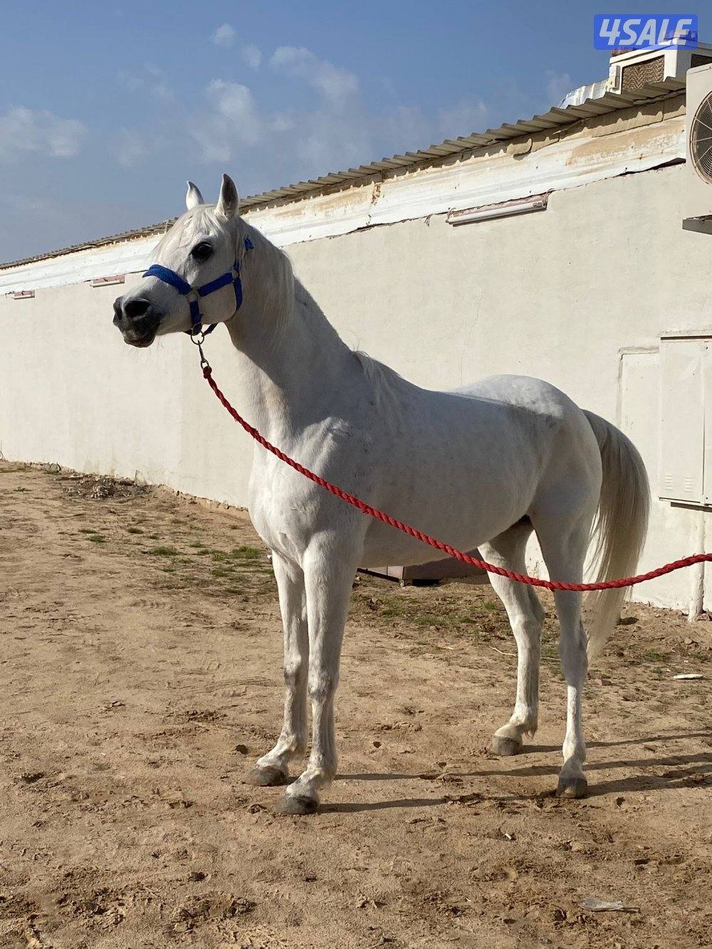 فرس مصرية بيور لاقح0