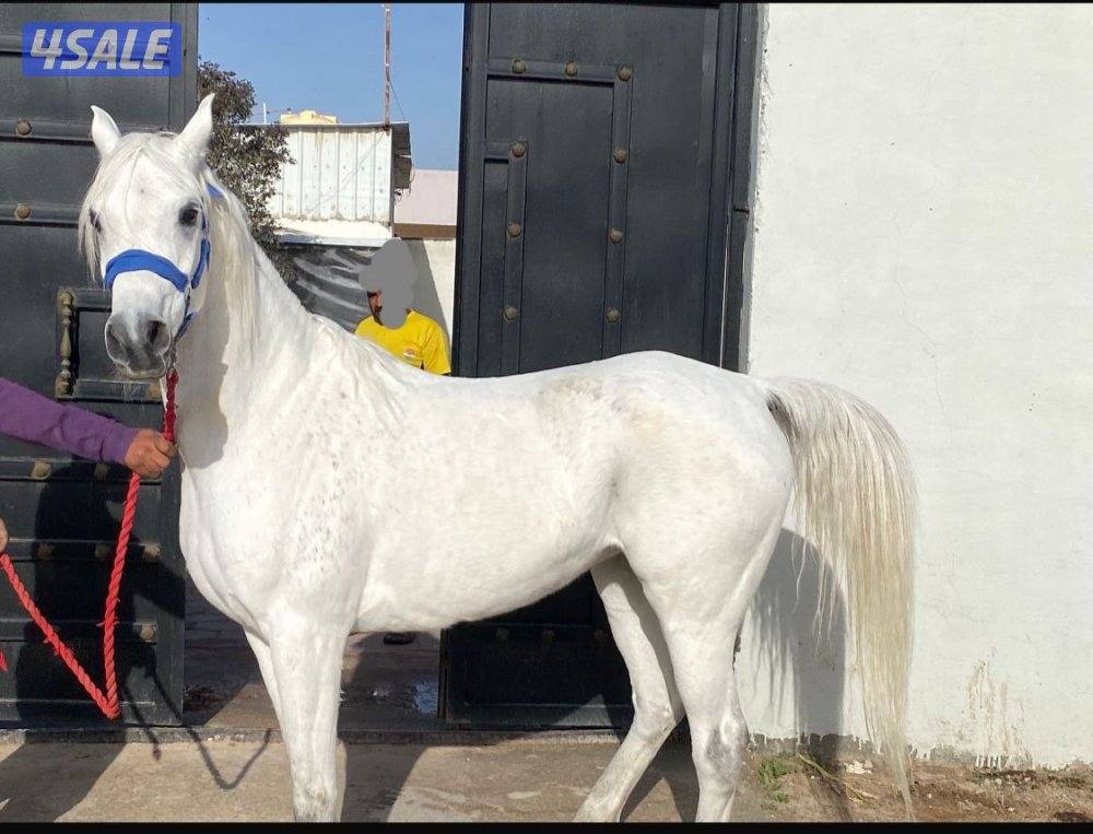 فرس مصرية بيور لاقح1