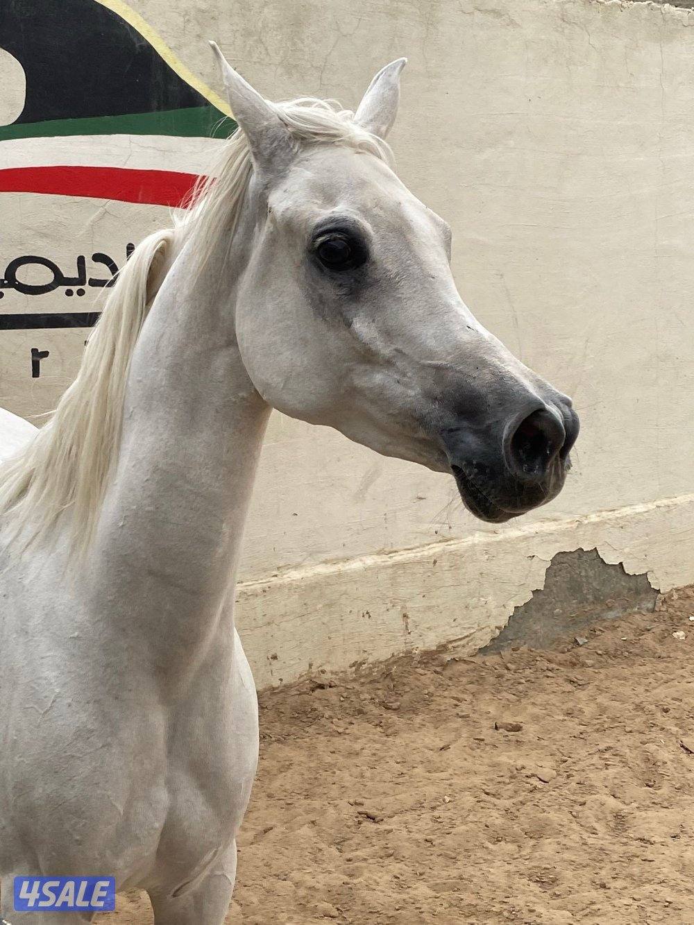 فرس مصرية بيور لاقح2