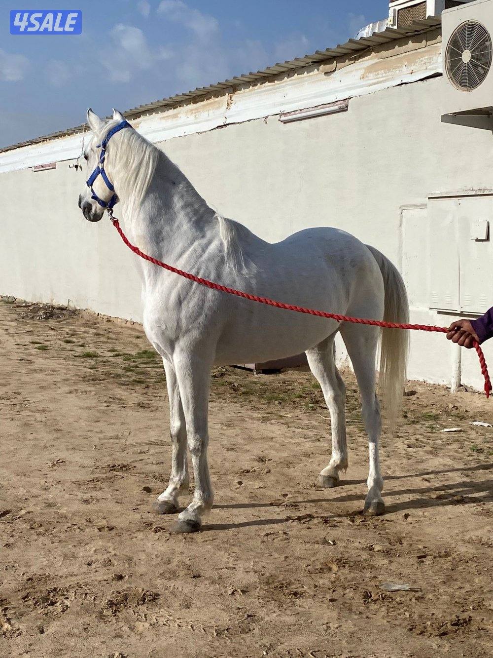 فرس مصرية بيور لاقح3