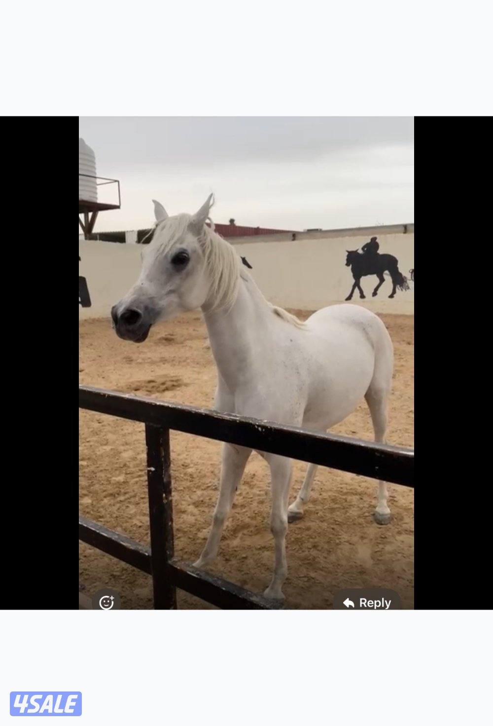 فرس مصرية بيور لاقح4