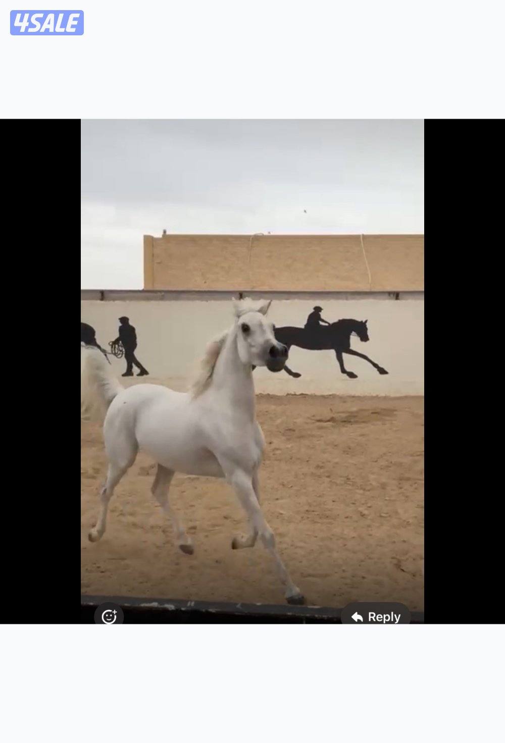 فرس مصرية بيور لاقح5