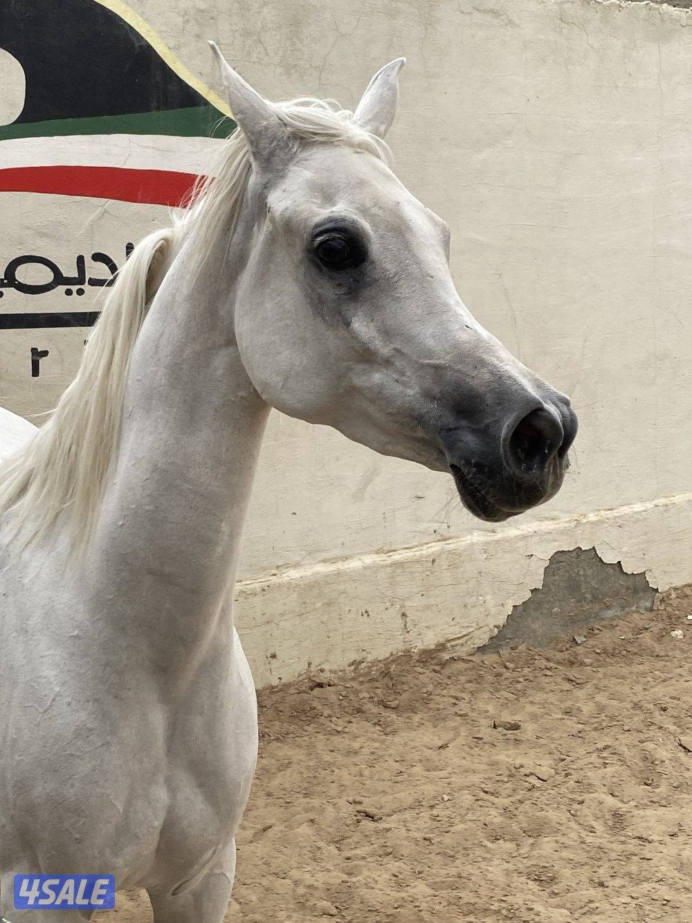 فرس مصرية بيور لاقح6