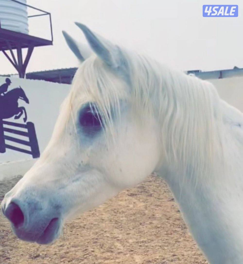 فرس مصرية بيور لاقح7