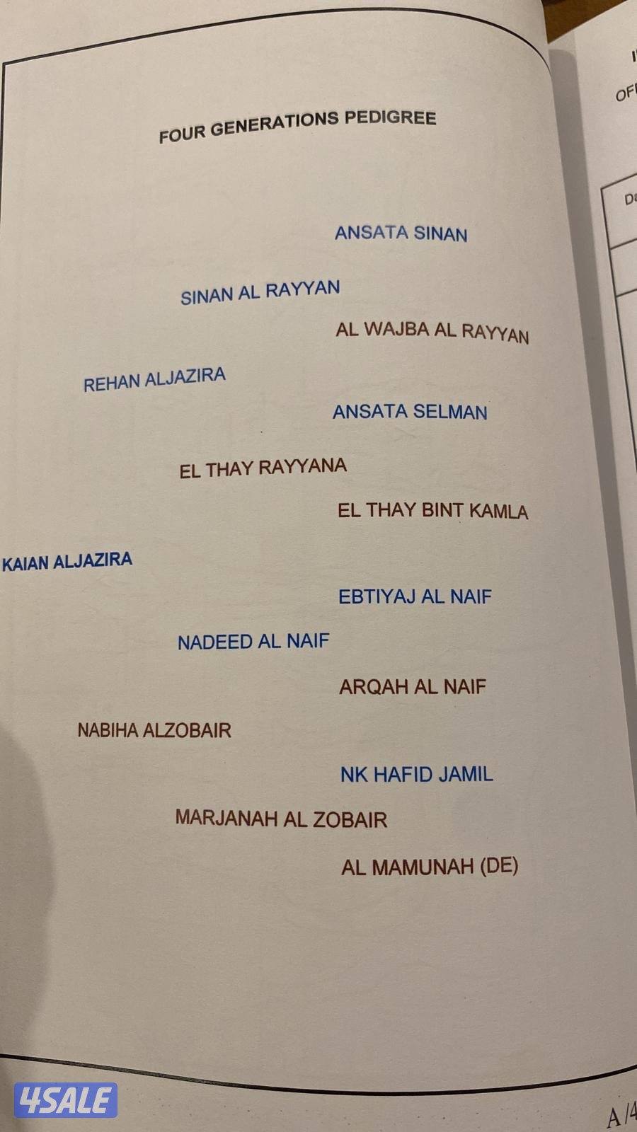 فرس مصرية بيور لاقح8