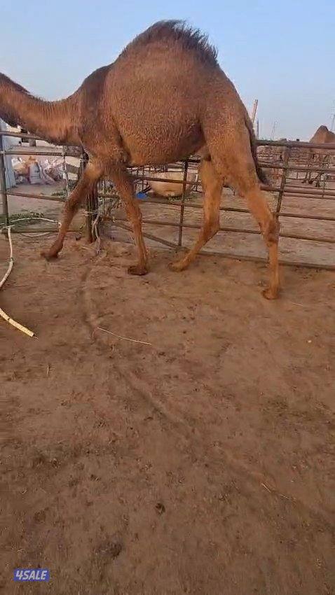 بيع وشراء قعدان0