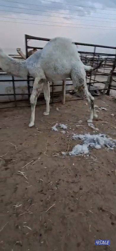 بيع وشراء قعدان1