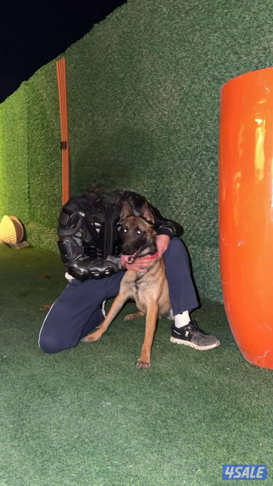 للبيع مالينو1