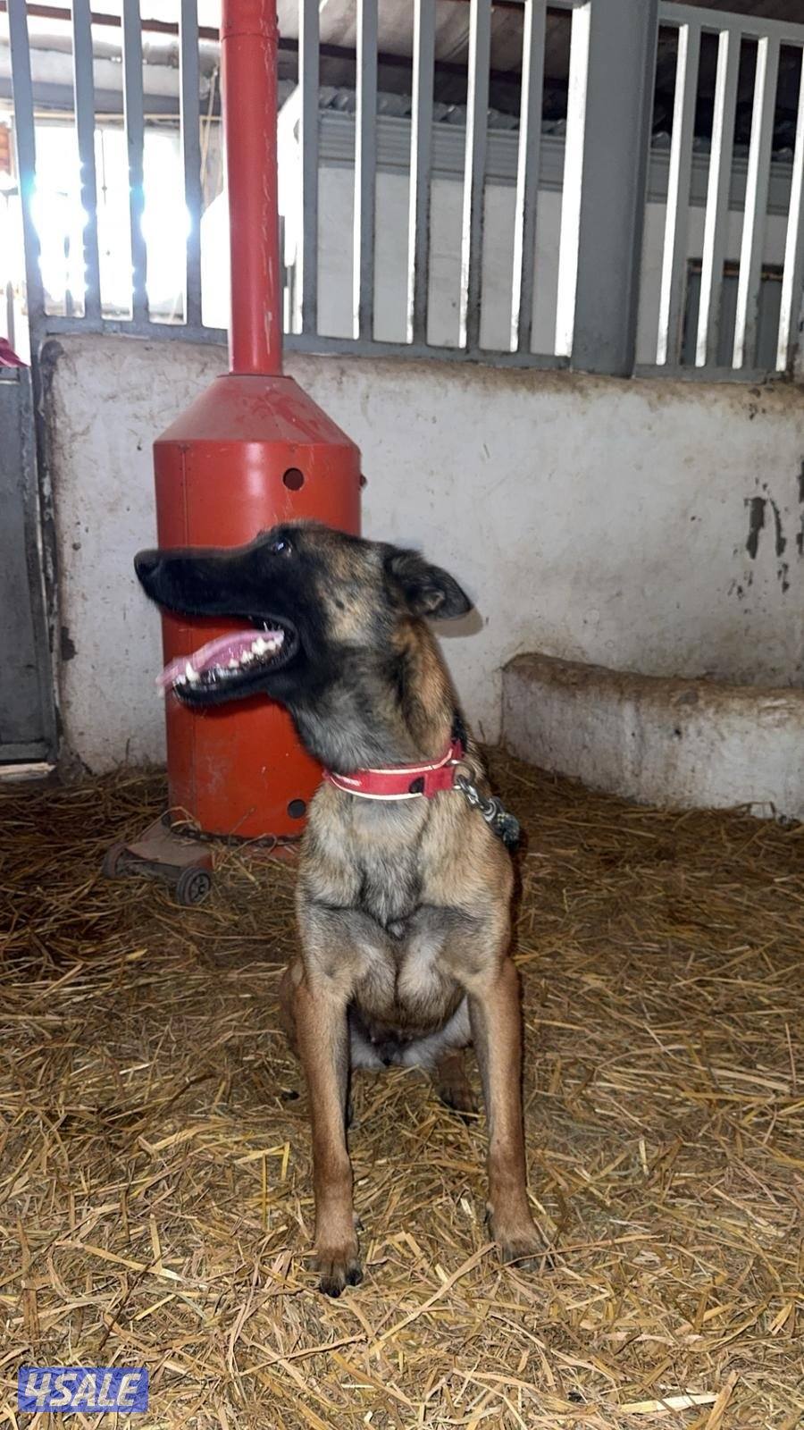 للبيع مالينو2