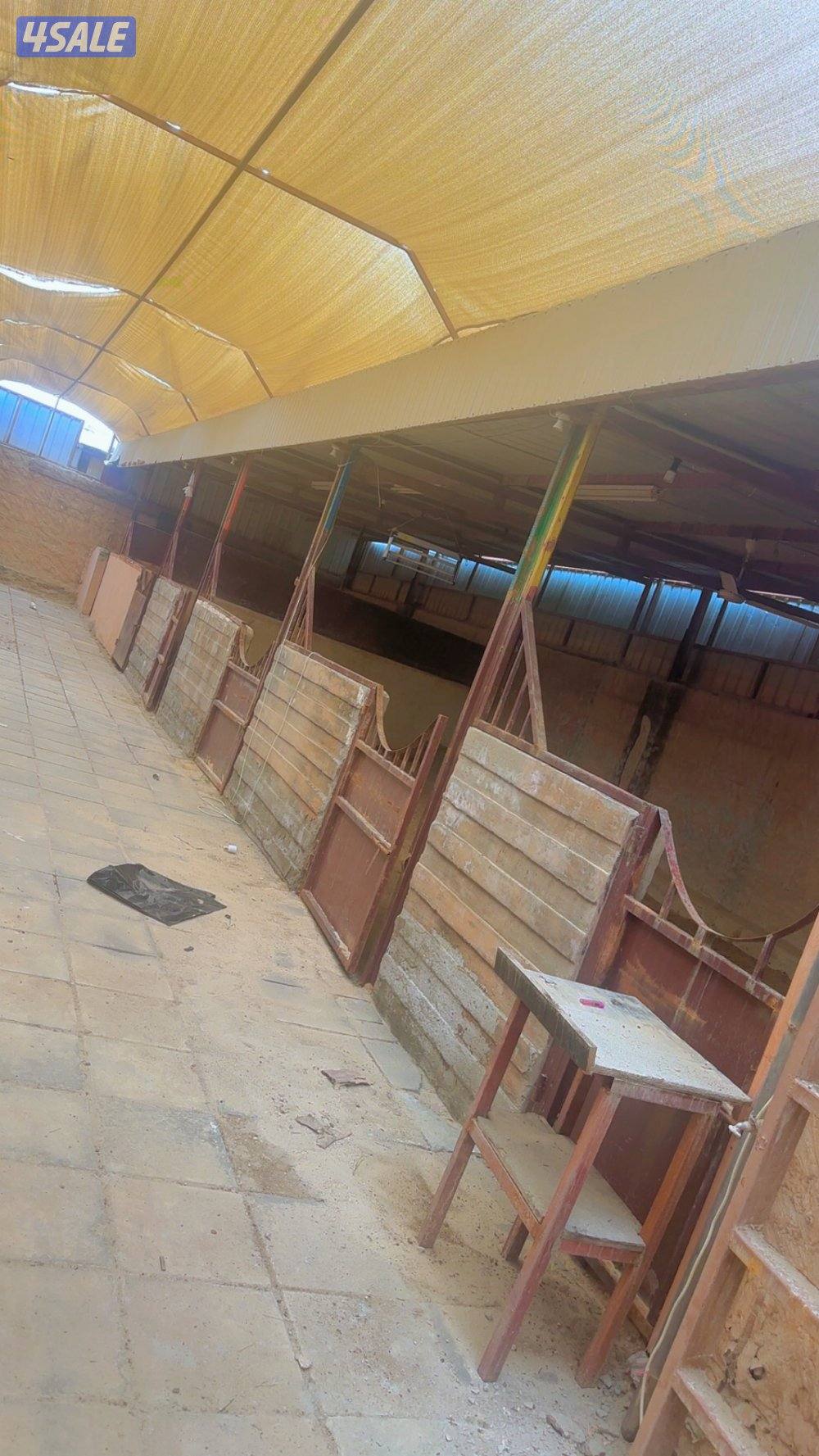 اجر شهري 10 مناجر وغرفة وحمام يصلح حق خيل و حلال ودجاج3