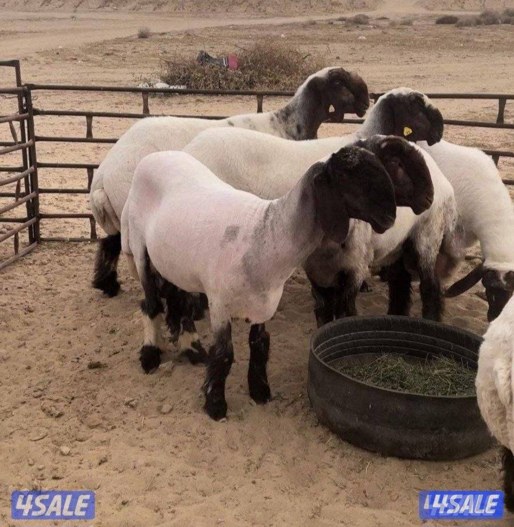 جزء غنم وتقليم اظافر وحلاقه ممتازه0