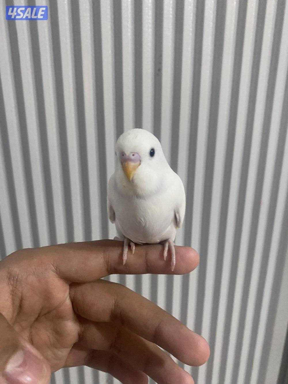 طيور حب ربوه شامل القفص والاكل والصحه ممتازه والوان مميزه0