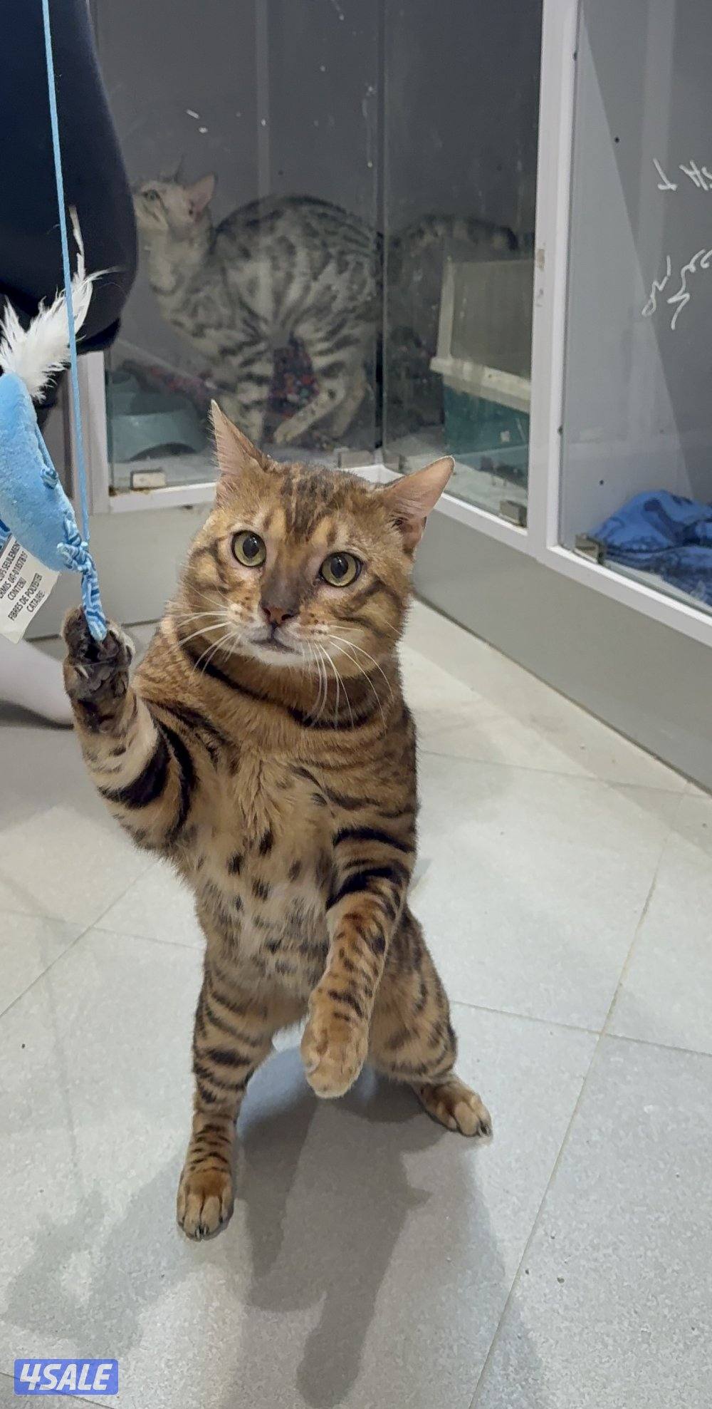 قط ذكر بنغال للبيع جاهز للتزاوج   البيع للجادين فقط0