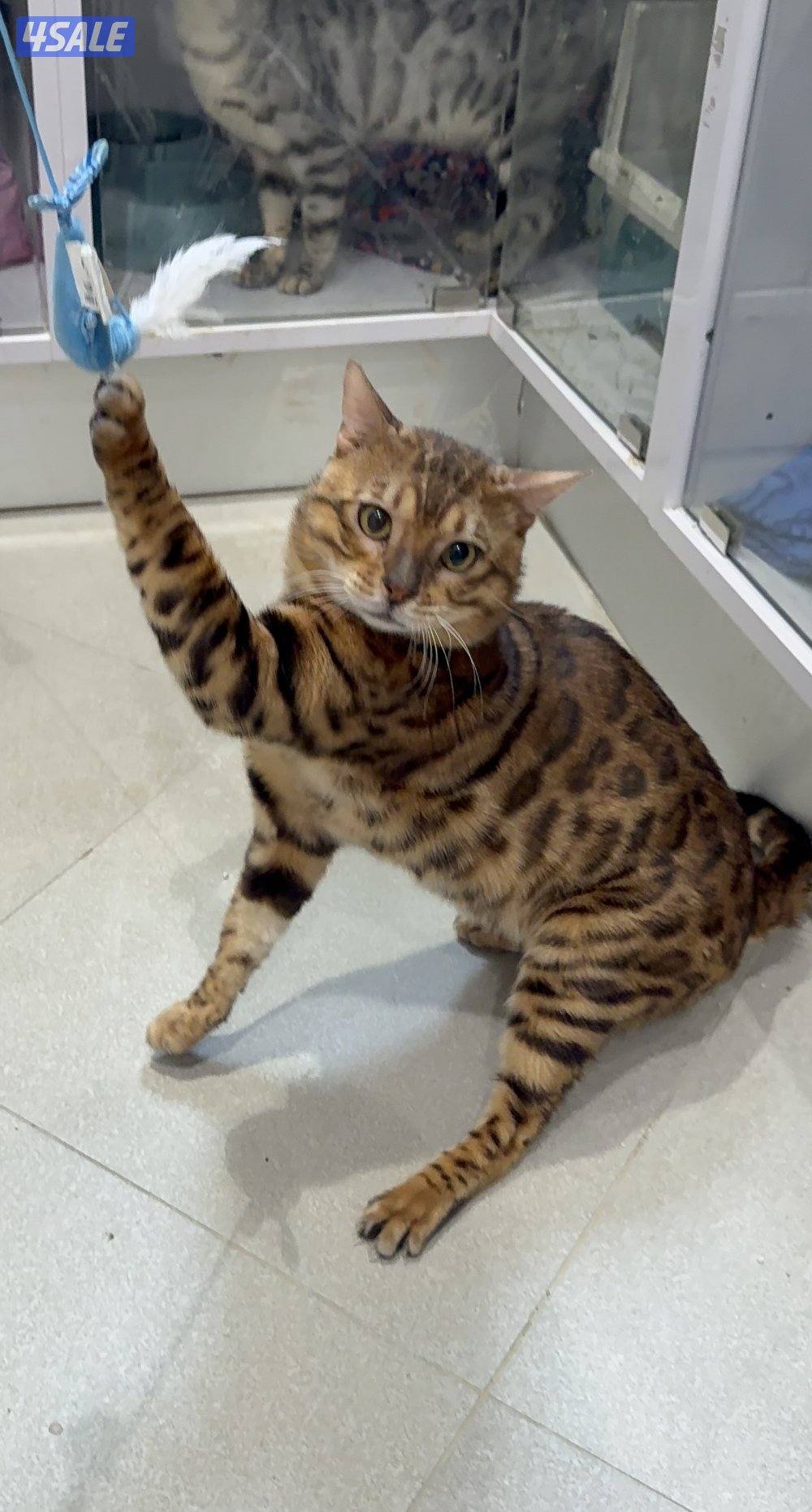 قط ذكر بنغال للبيع جاهز للتزاوج   البيع للجادين فقط1