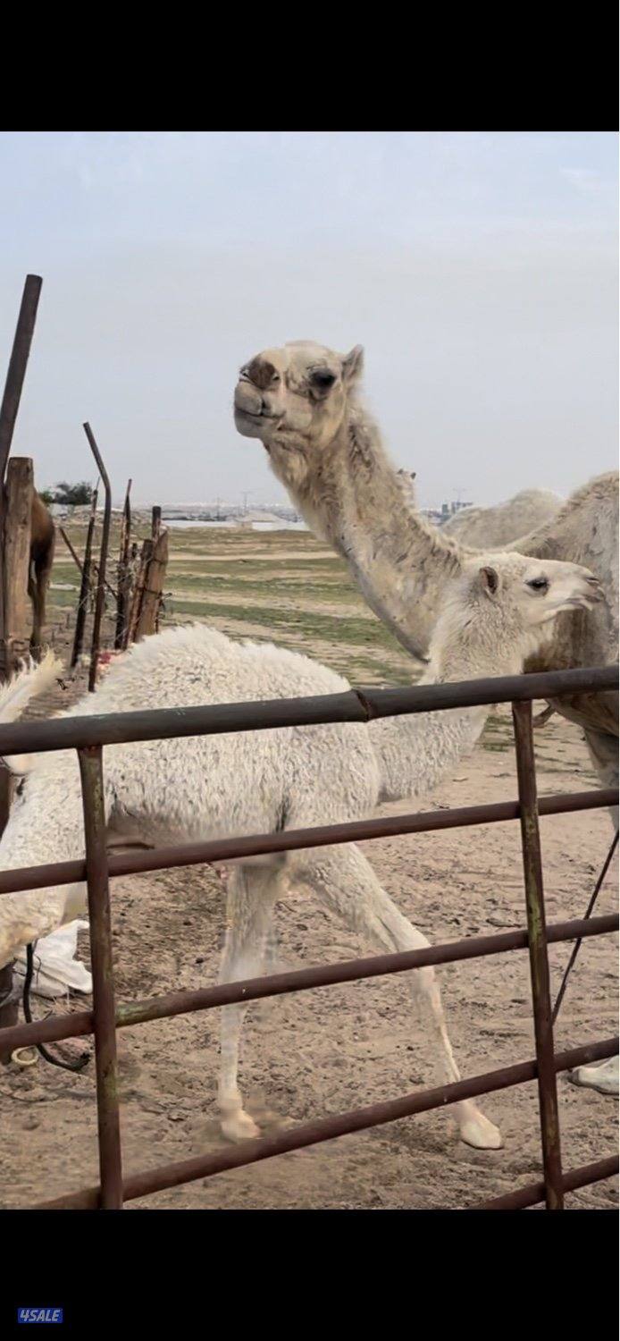 15 وضحه 6 خلفات 3 القحات والباقي معشرات علي فحل سلطان الصفر0