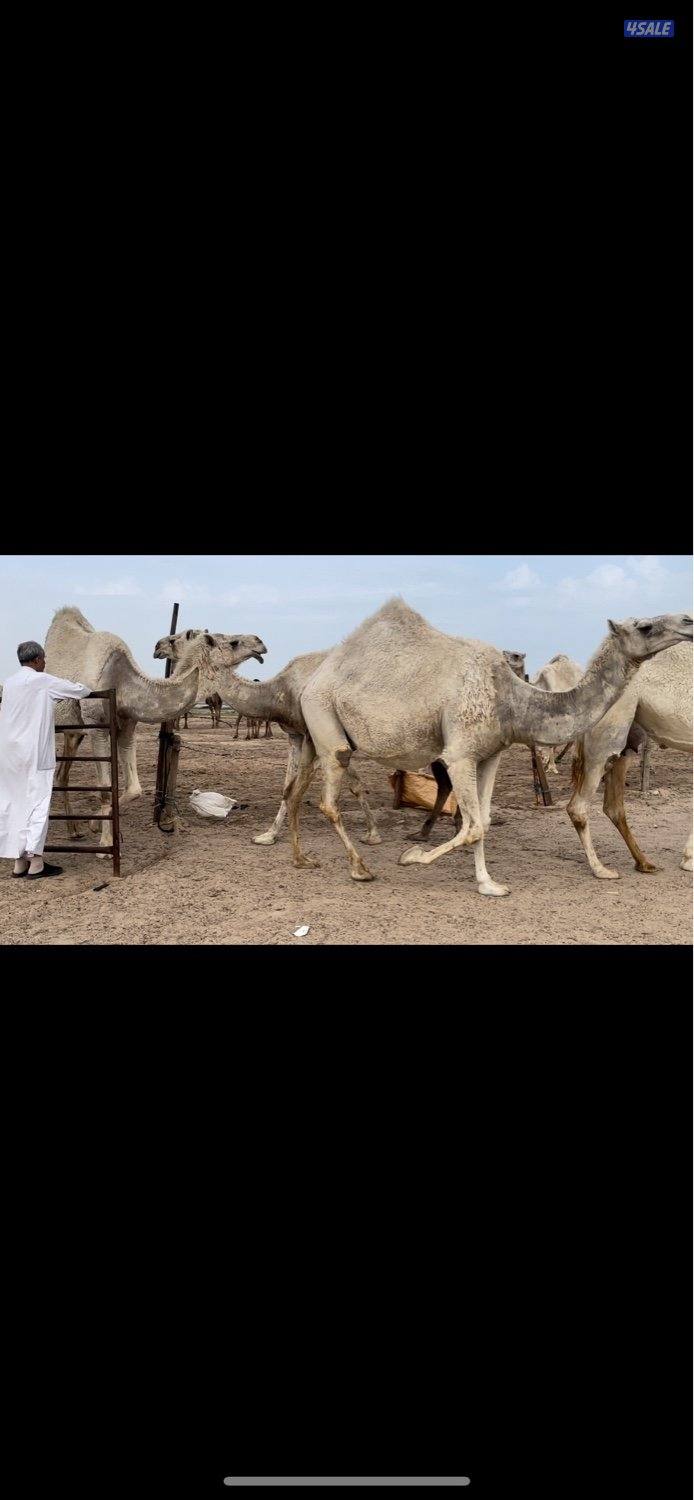 15 وضحه 6 خلفات 3 القحات والباقي معشرات علي فحل سلطان الصفر2