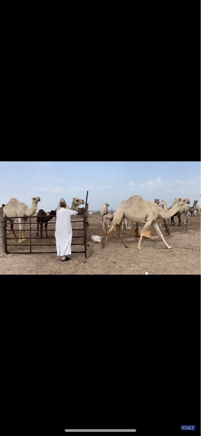 15 وضحه 6 خلفات 3 القحات والباقي معشرات علي فحل سلطان الصفر4