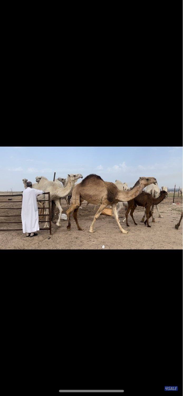 15 وضحه 6 خلفات 3 القحات والباقي معشرات علي فحل سلطان الصفر3