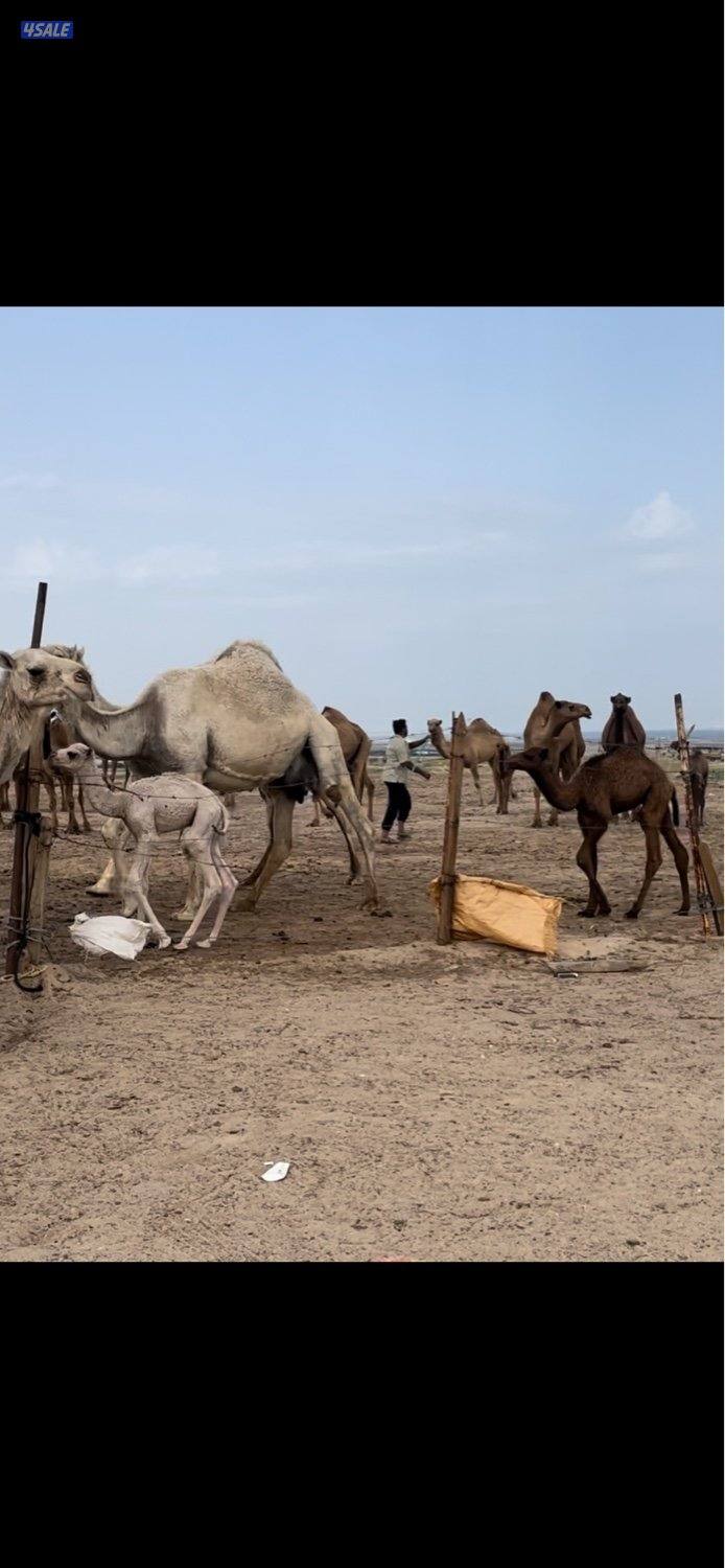 15 وضحه 6 خلفات 3 القحات والباقي معشرات علي فحل سلطان الصفر5