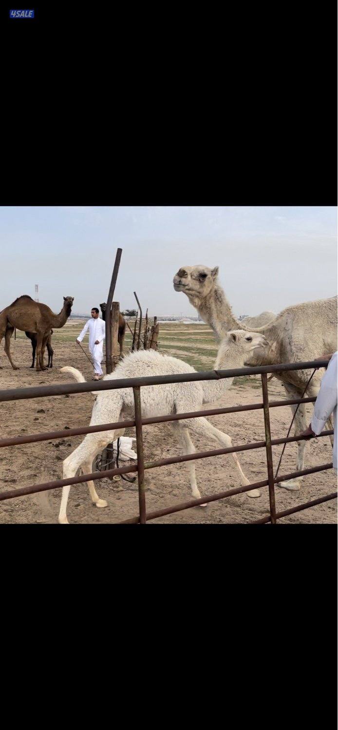 15 وضحه 6 خلفات 3 القحات والباقي معشرات علي فحل سلطان الصفر6