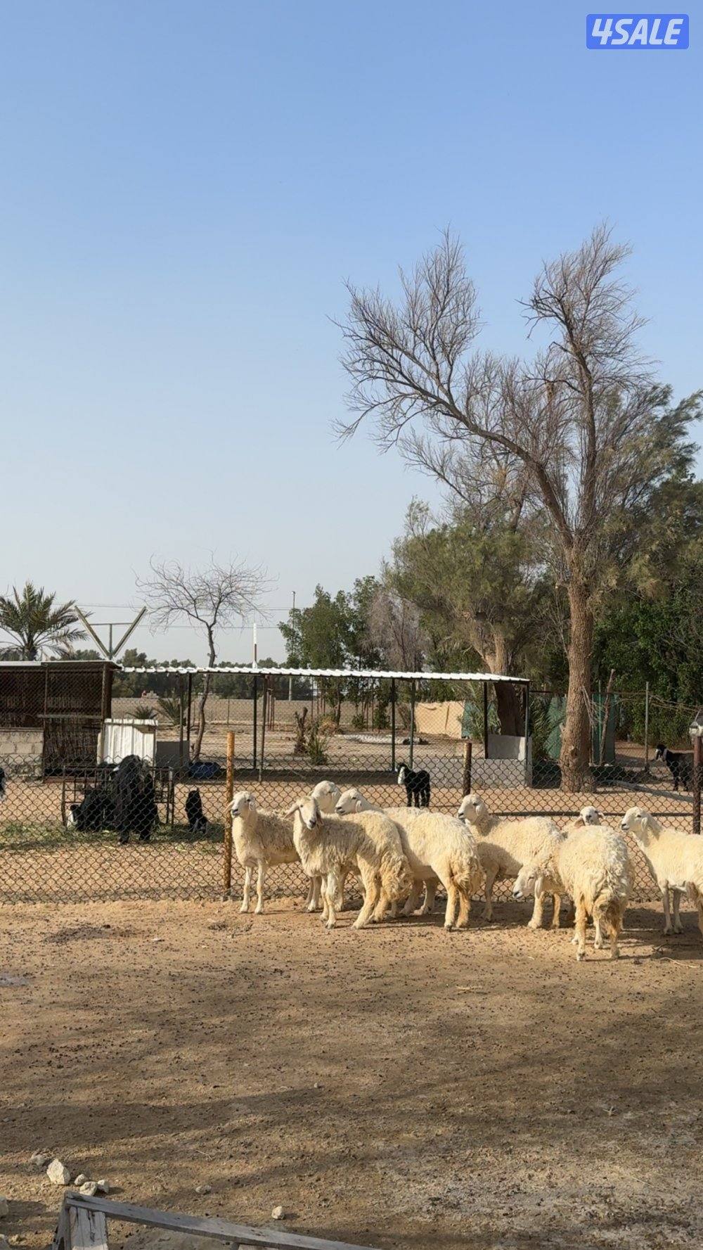 حريات حرش شبب0