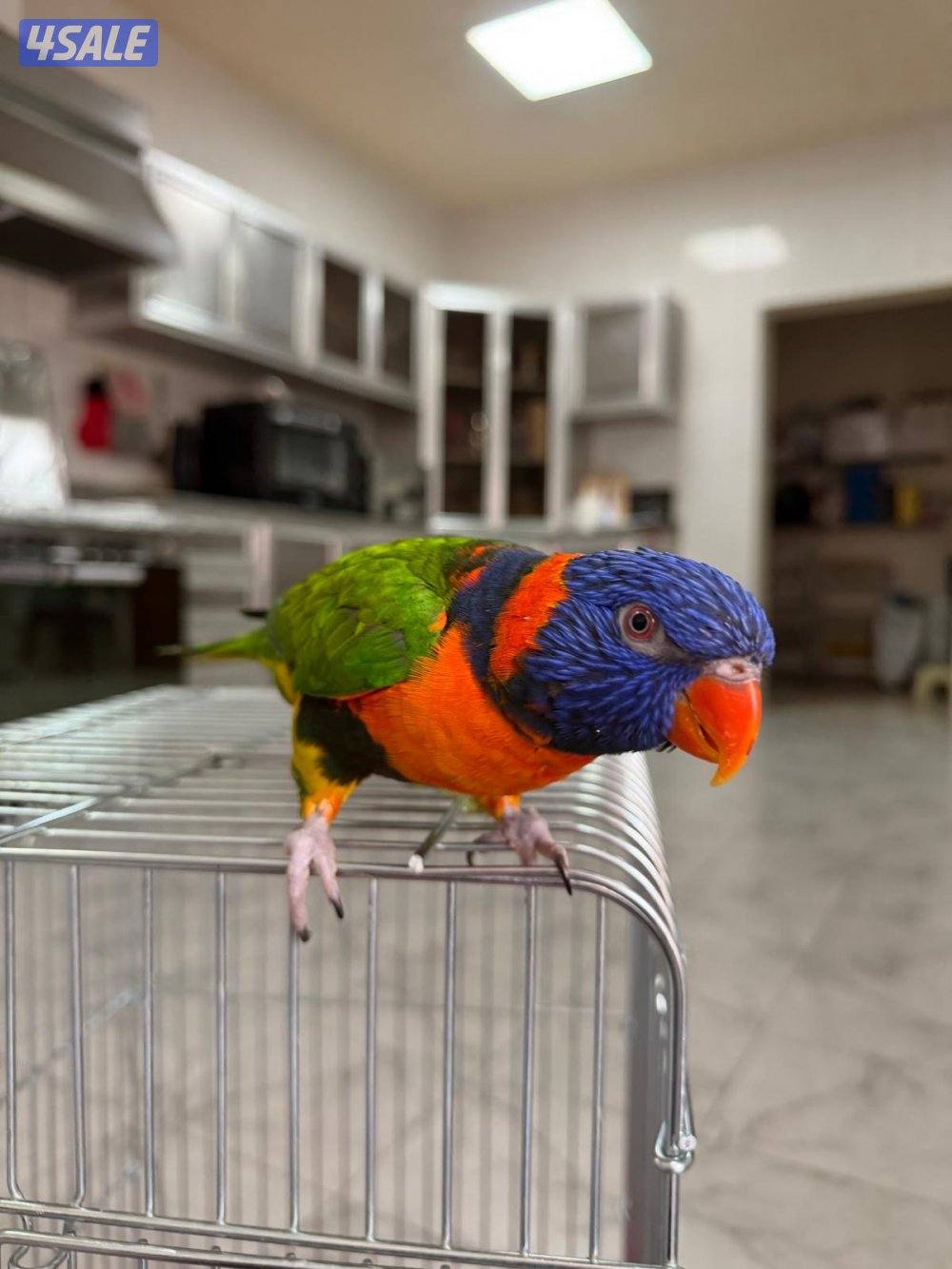 طير اللوريكيت القزحي Rainbow lorikeet0