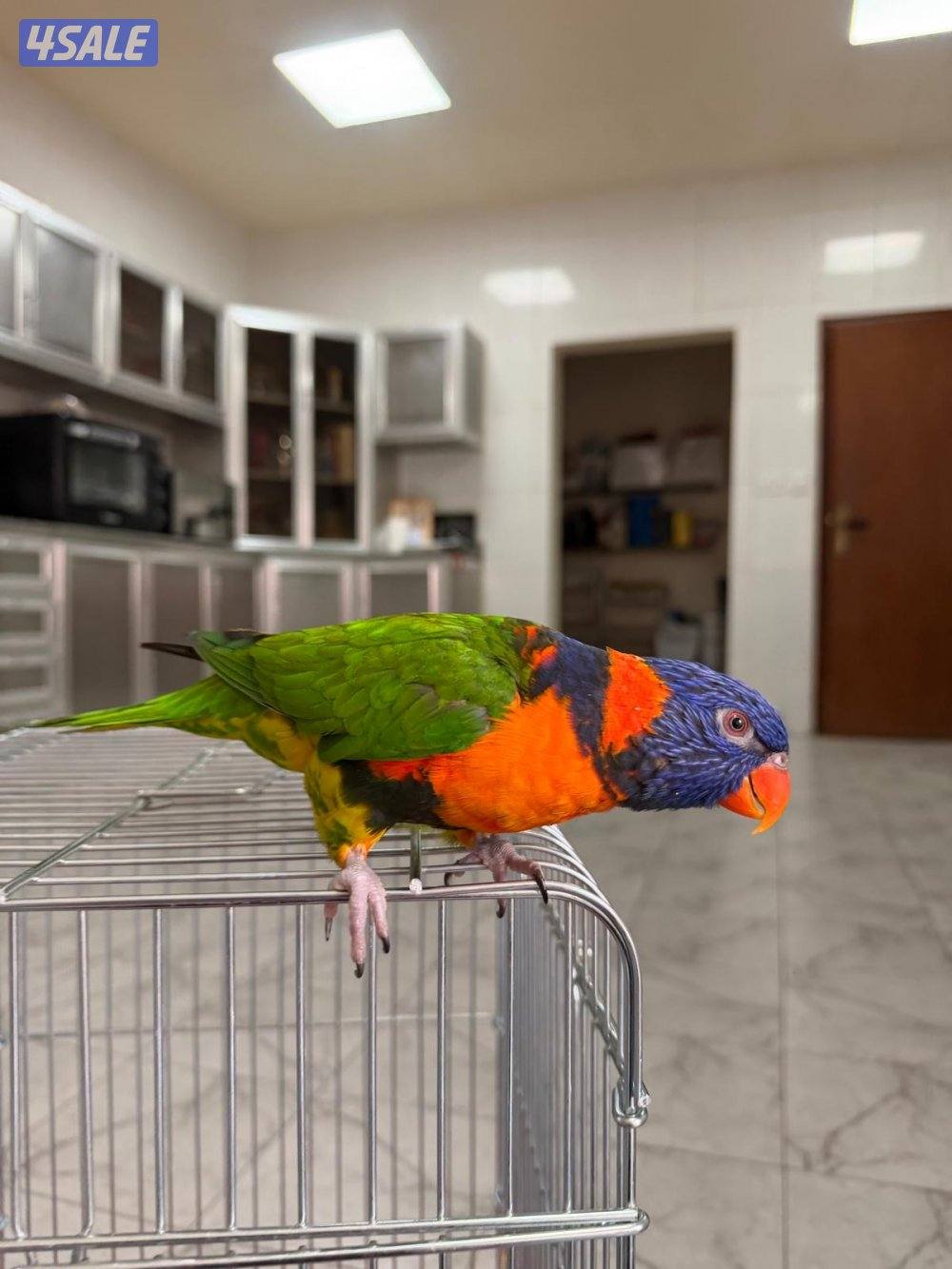 طير اللوريكيت القزحي Rainbow lorikeet1