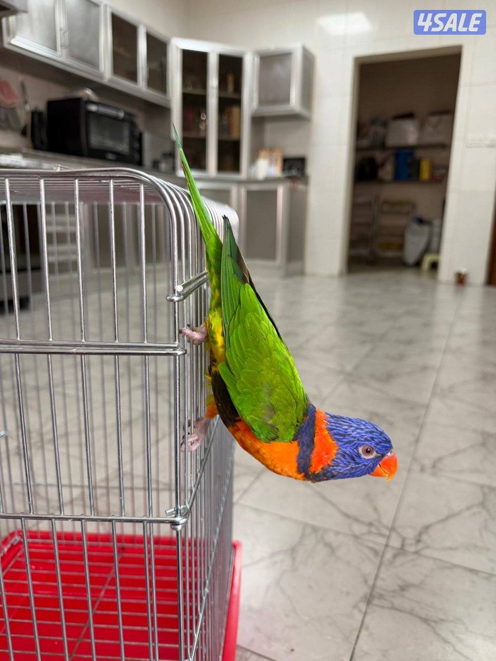 طير اللوريكيت القزحي Rainbow lorikeet2