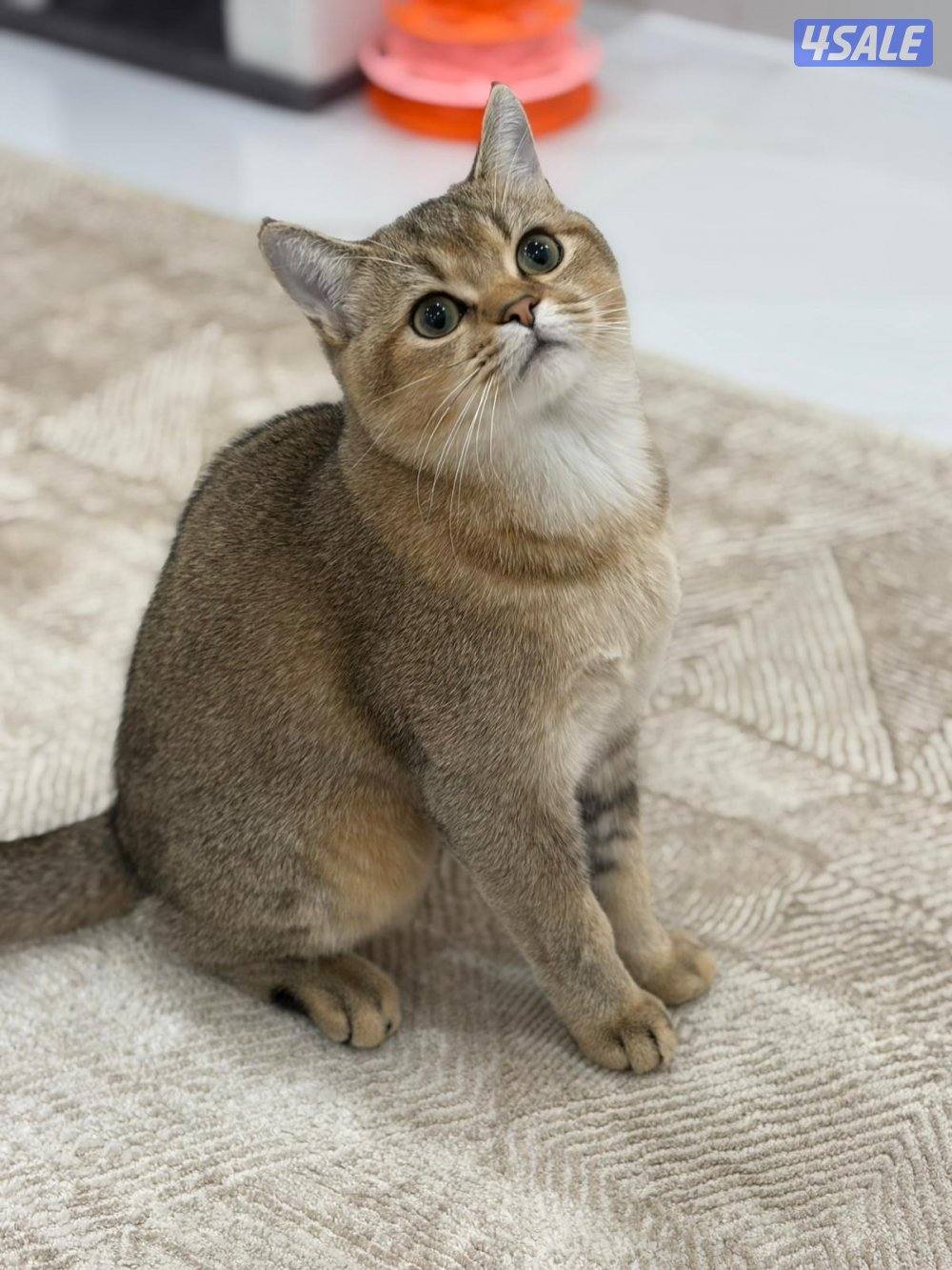 المطلاع n9 قطعة ٢ شارع ٢٠٨ منزل ٣٨٩0