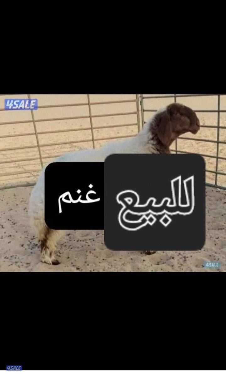 نشتري غنم وماعز جميع الماشية0
