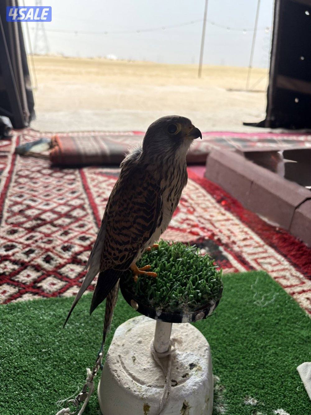 طير طيب وسلم0