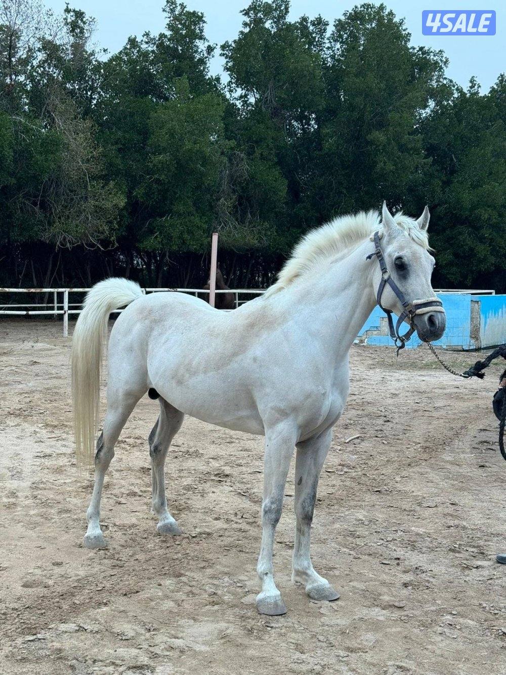 حصان مصري بيور0