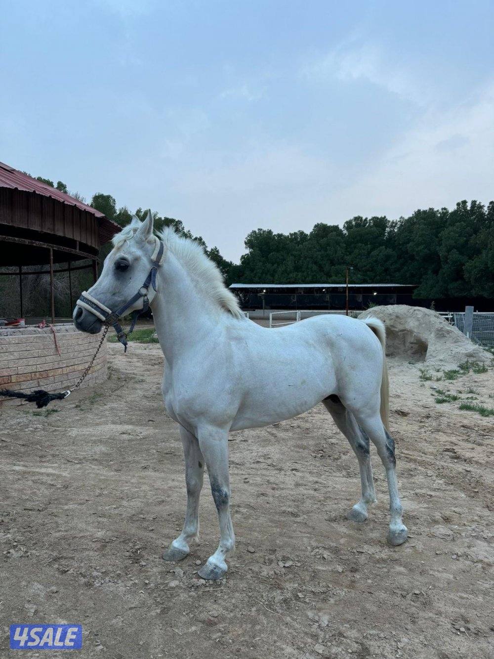 حصان مصري بيور1