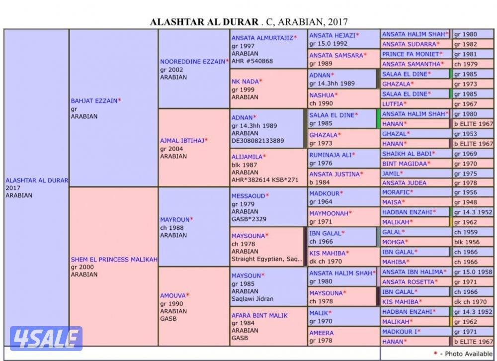 حصان مصري بيور2