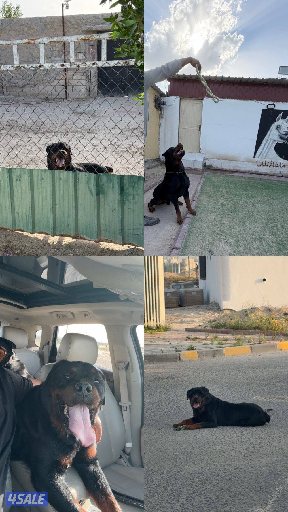 روت وايلر فحل مستوى عالي0