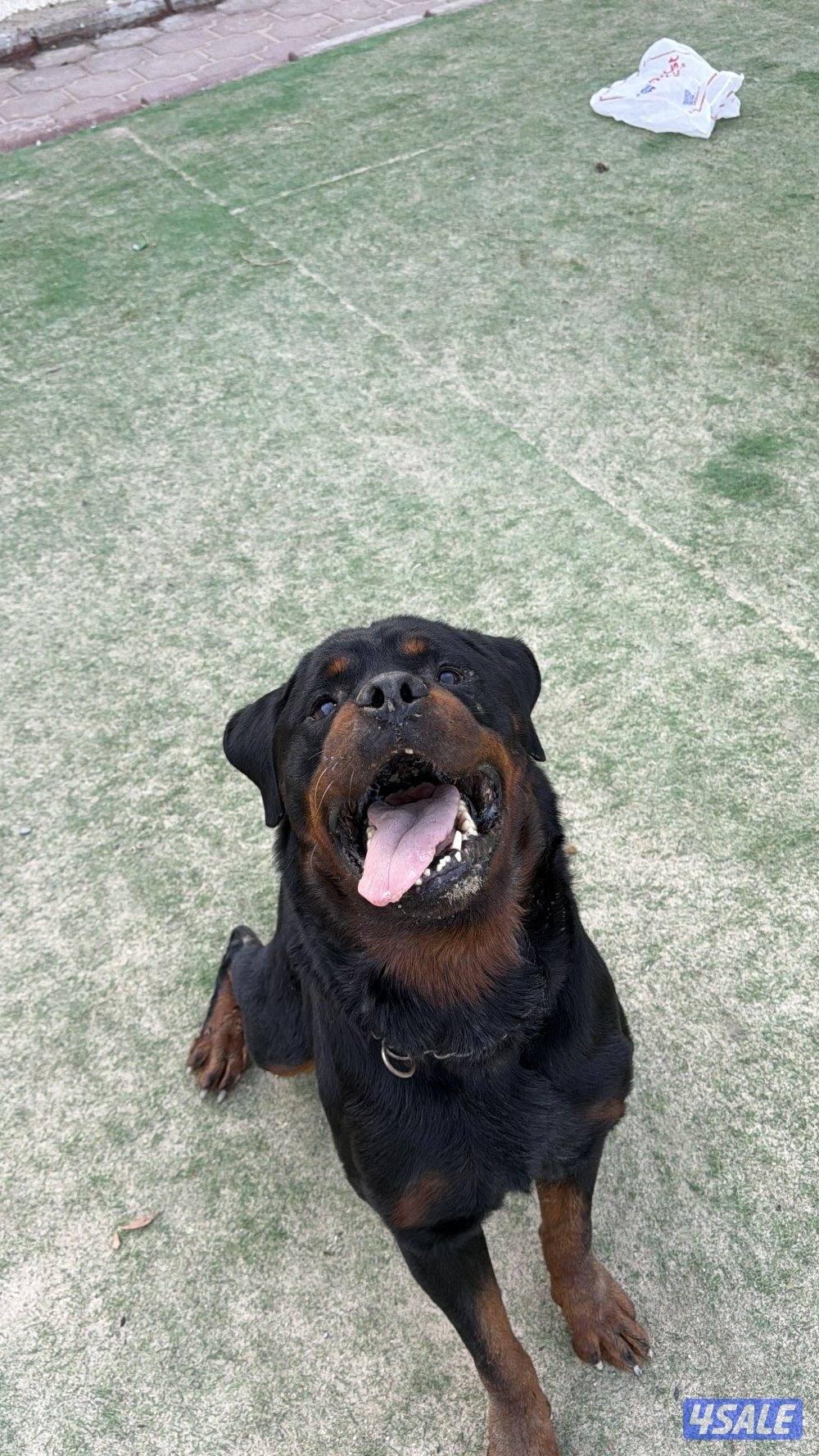 روت وايلر فحل مستوى عالي1