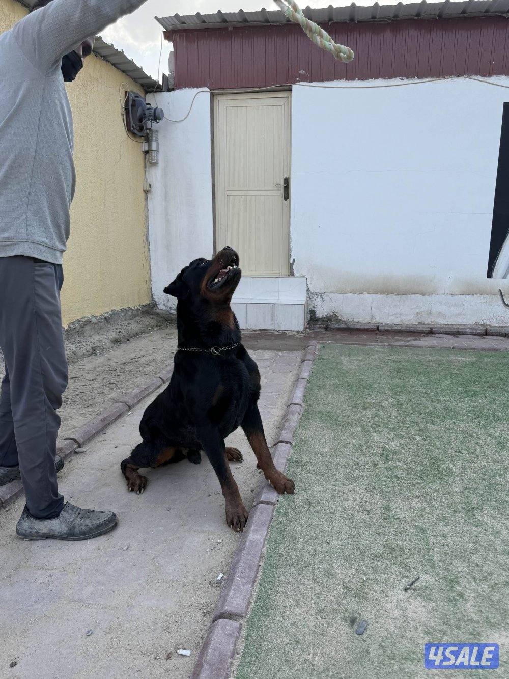 روت وايلر فحل مستوى عالي2