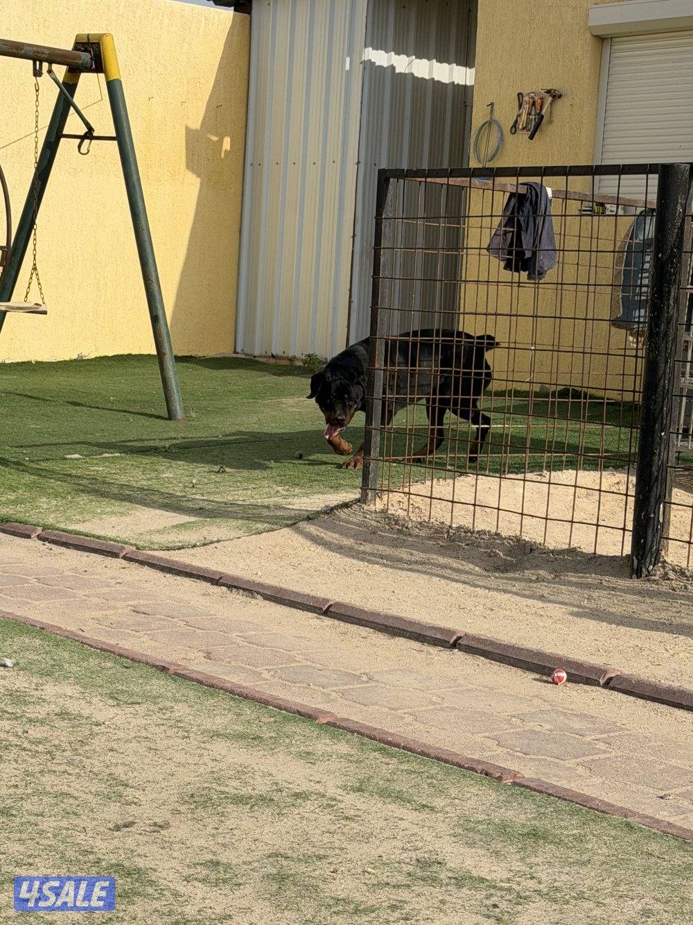 روت وايلر فحل مستوى عالي3