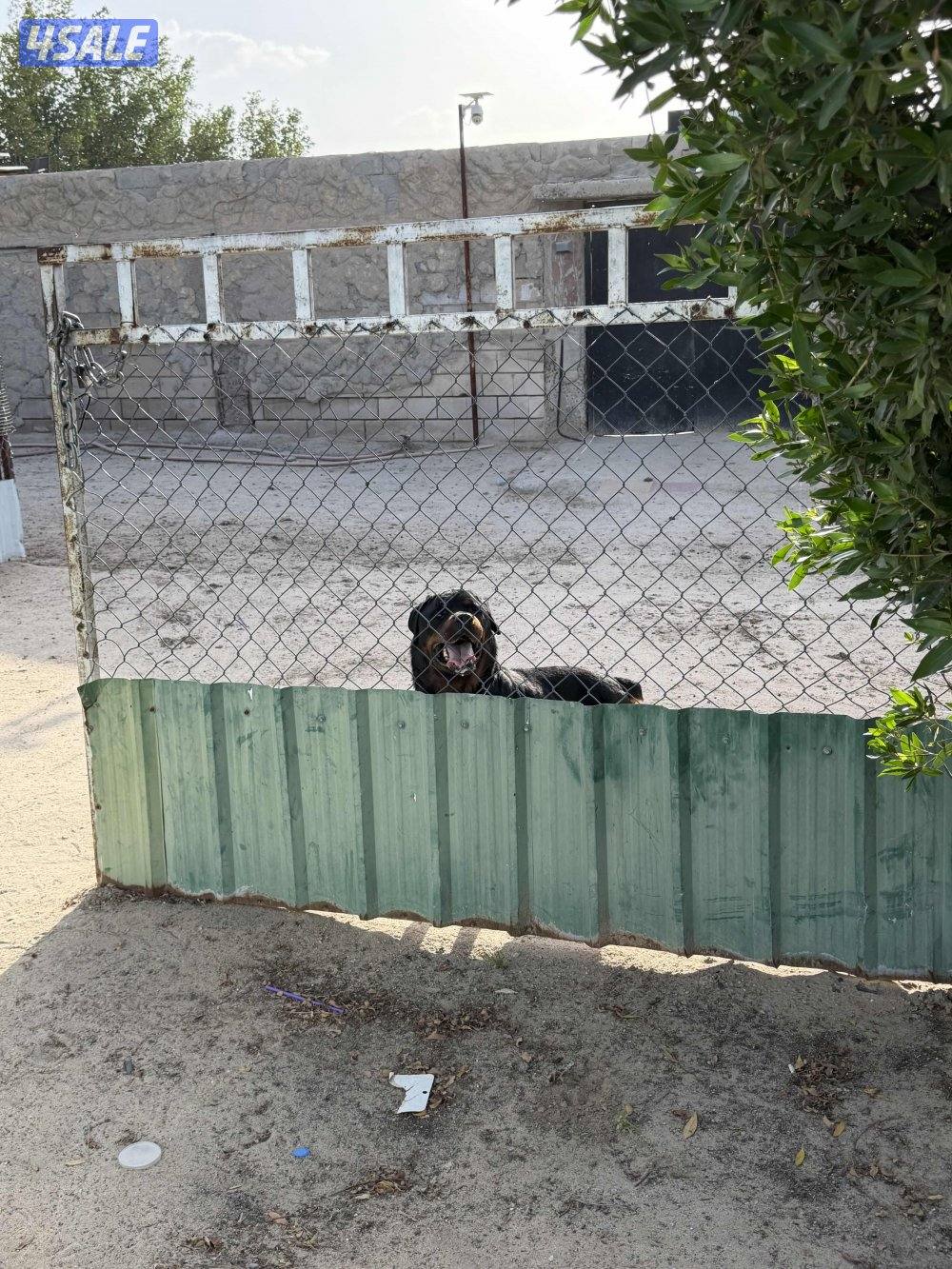 روت وايلر فحل مستوى عالي4