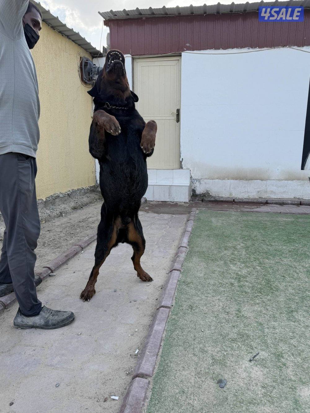 روت وايلر فحل مستوى عالي5