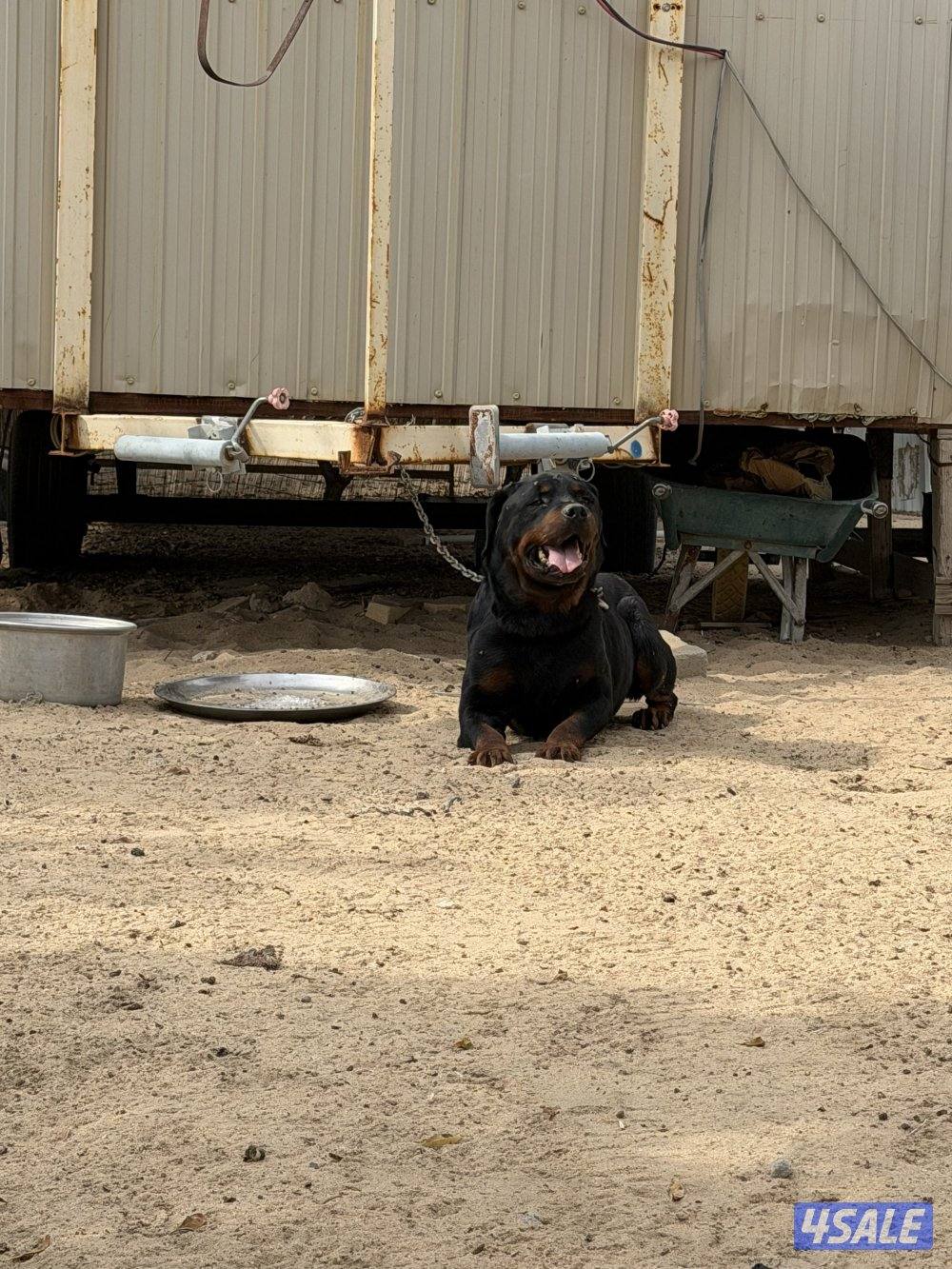 روت وايلر فحل مستوى عالي6