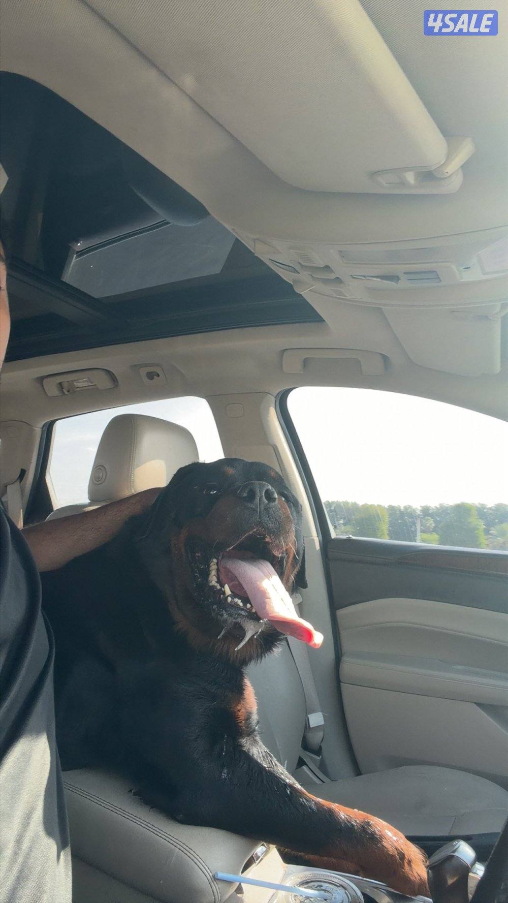 روت وايلر فحل مستوى عالي7