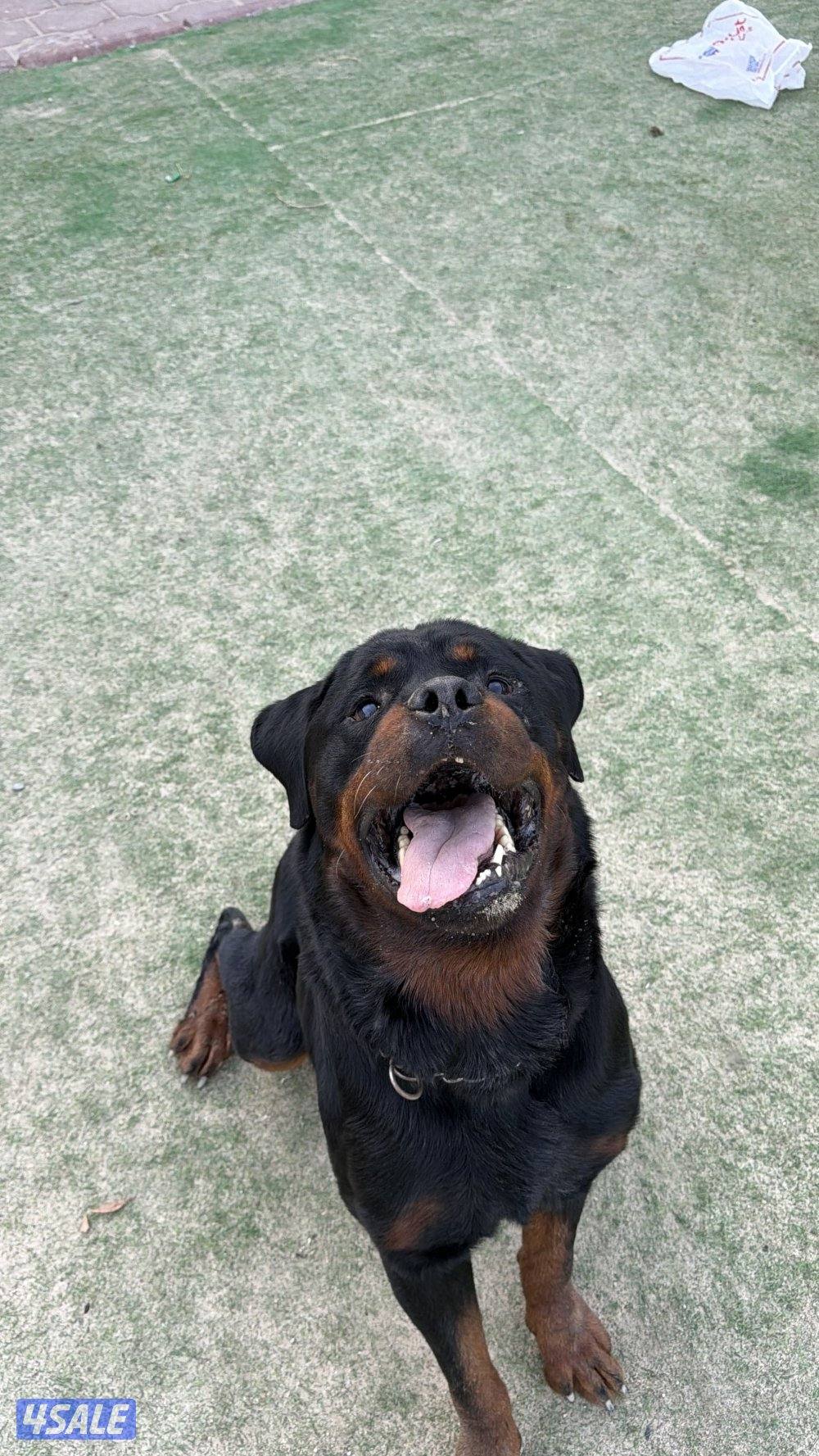 روت وايلر فحل مستوى عالي8