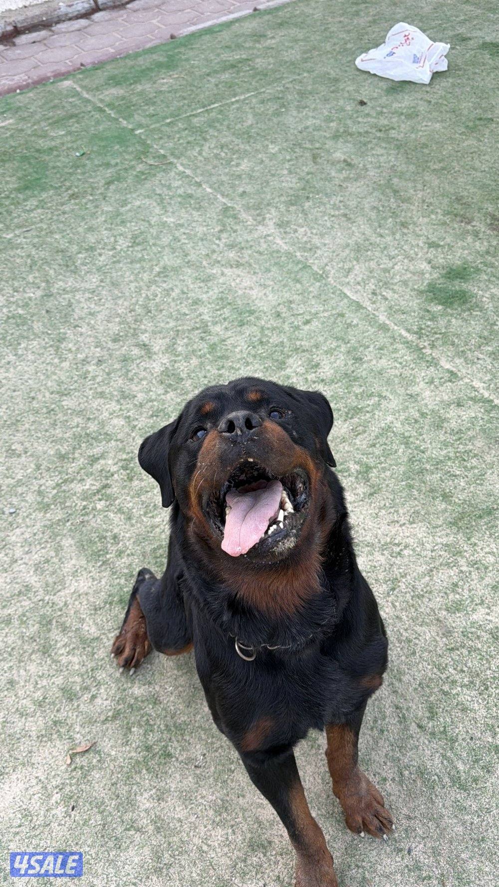 روت وايلر فحل مستوى عالي9