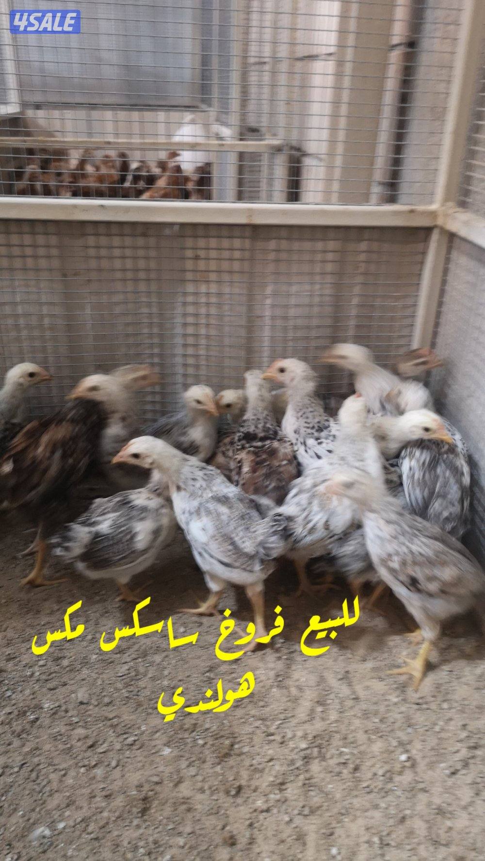 للبيع فروخ ساسكس مكس هولندي في فروخ لوهمان مكس هولندي0