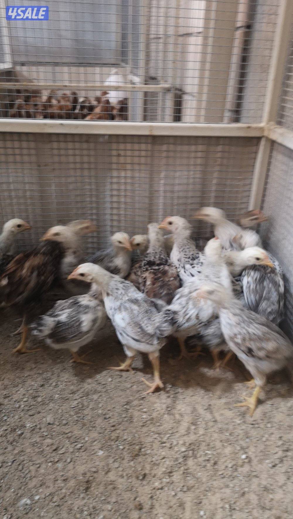 للبيع فروخ ساسكس مكس هولندي في فروخ لوهمان مكس هولندي1